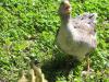 Missy & her babies
